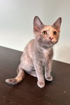 adoptable Cat in , MI named Rosabelle