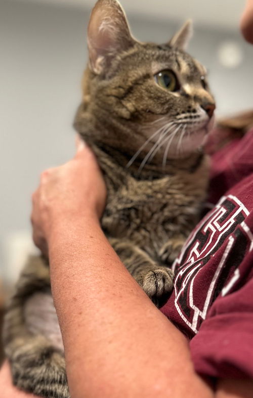 Gizmo