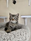 Elias