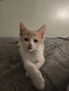 Jerry(MUST BE ADOPTED WITH BEN)