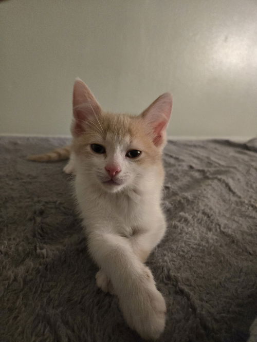Jerry(MUST BE ADOPTED WITH BEN)