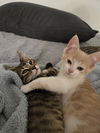 Jerry(MUST BE ADOPTED WITH BEN)