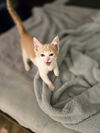 Jerry(MUST BE ADOPTED WITH BEN)