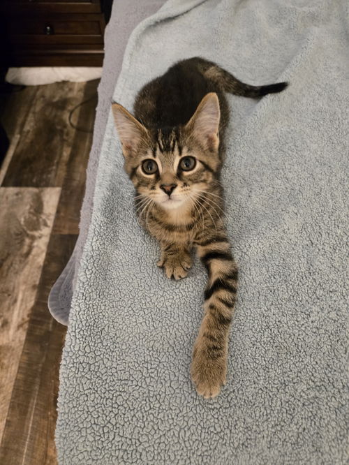 Ben( MUST BE ADOPTED WITH JERRY)