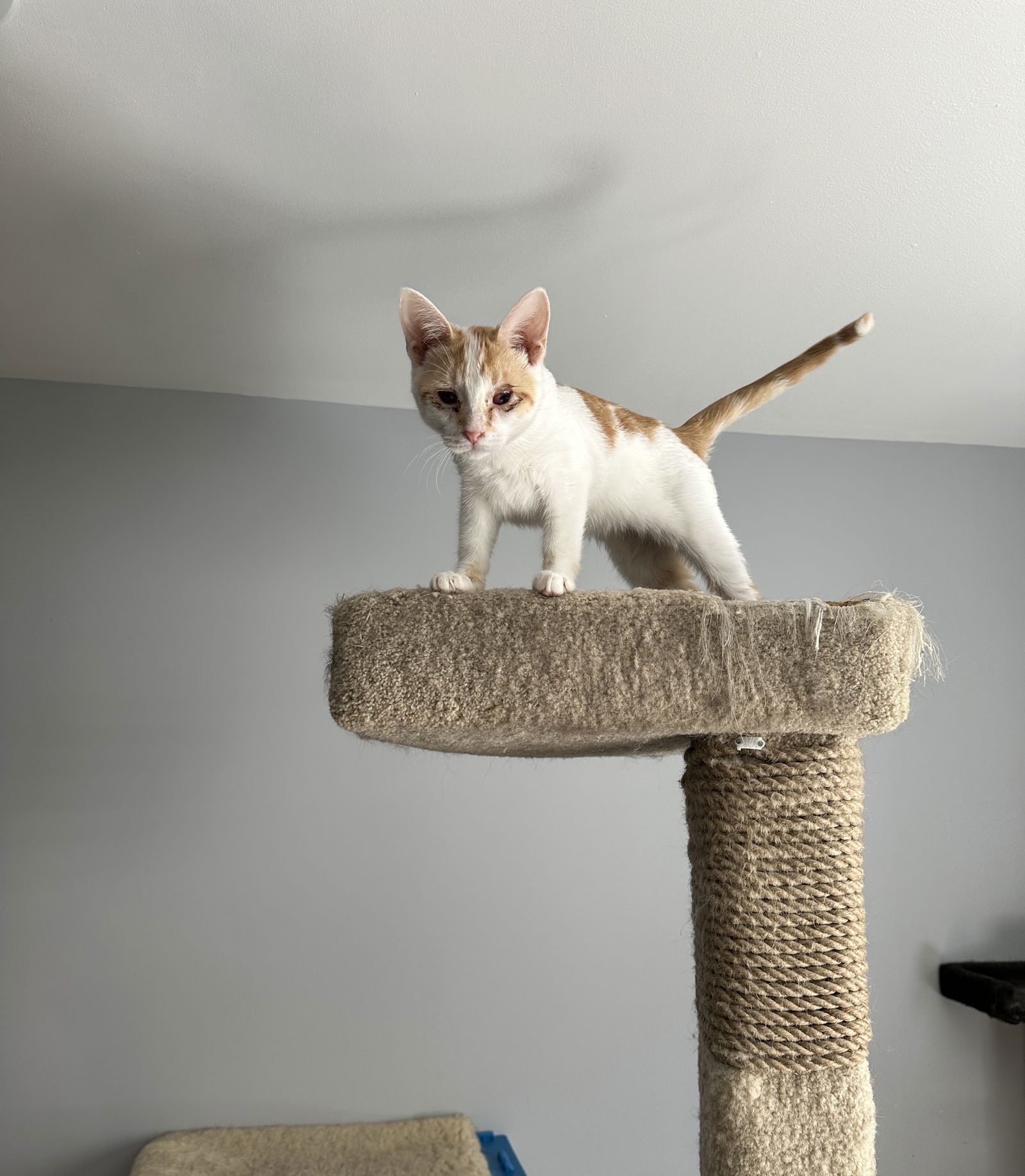 adoptable Cat in Walled Lake, MI named Dillon (Must be adopted with Dion)