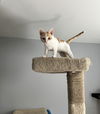 adoptable Cat in , MI named Dillon (Must be adopted with Dion)