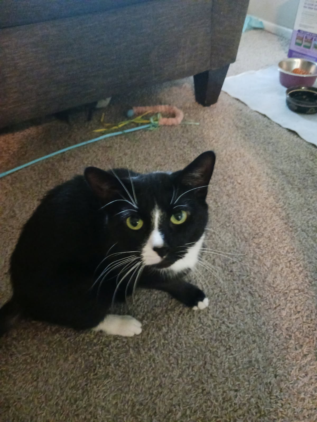 adoptable Cat in Novi, MI named Missey