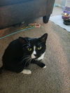 adoptable Cat in , MI named Missey