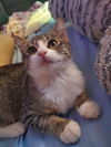 adoptable Cat in , MI named Meijer