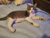 adoptable Cat in , MI named Costco