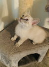 Ghostt (MUST BE ADOPTED WITH HONEECOMB)