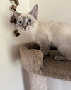 Ghostt (MUST BE ADOPTED WITH HONEECOMB)