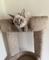 Ghostt (MUST BE ADOPTED WITH HONEECOMB)