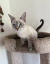 Ghostt (MUST BE ADOPTED WITH HONEECOMB)