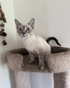 Ghostt (MUST BE ADOPTED WITH HONEECOMB)