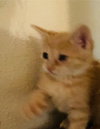 Honeecomb (MUST BE ADOPTED WITH GHOSTT)