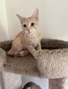 Honeecomb (MUST BE ADOPTED WITH GHOSTT)