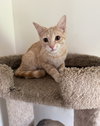 Honeecomb (MUST BE ADOPTED WITH GHOSTT)