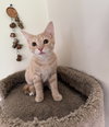 Honeecomb (MUST BE ADOPTED WITH GHOSTT)