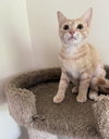 Honeecomb (MUST BE ADOPTED WITH GHOSTT)