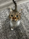 Meeko