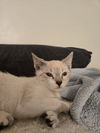 Suzi