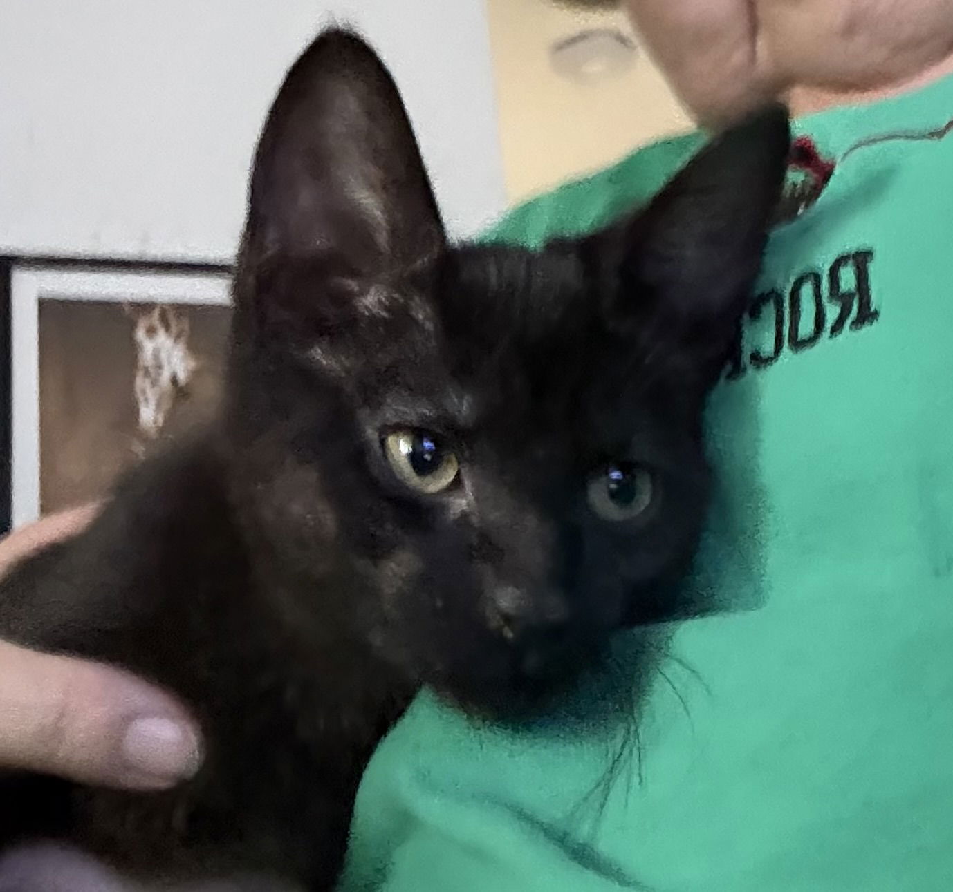 adoptable Cat in Novi, MI named Mirage