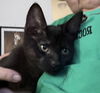 adoptable Cat in , MI named Mirage