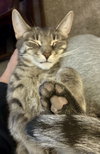 Todd (Must be Adopted with Kevin)