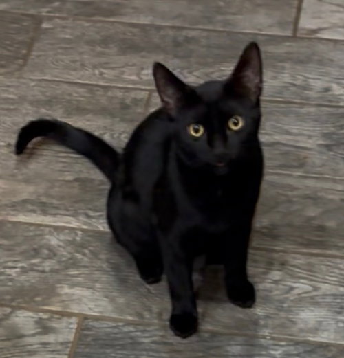 Kevin (Must be Adopted with Todd)