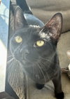 Kevin (Must be Adopted with Todd)