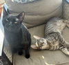 Kevin (Must be Adopted with Todd)