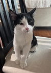 Dion(Must be adopted with Dillon)