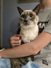 Silvie