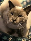 Silvie