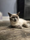 Silvie