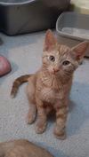 adoptable Cat in Novi, MI named Buxton