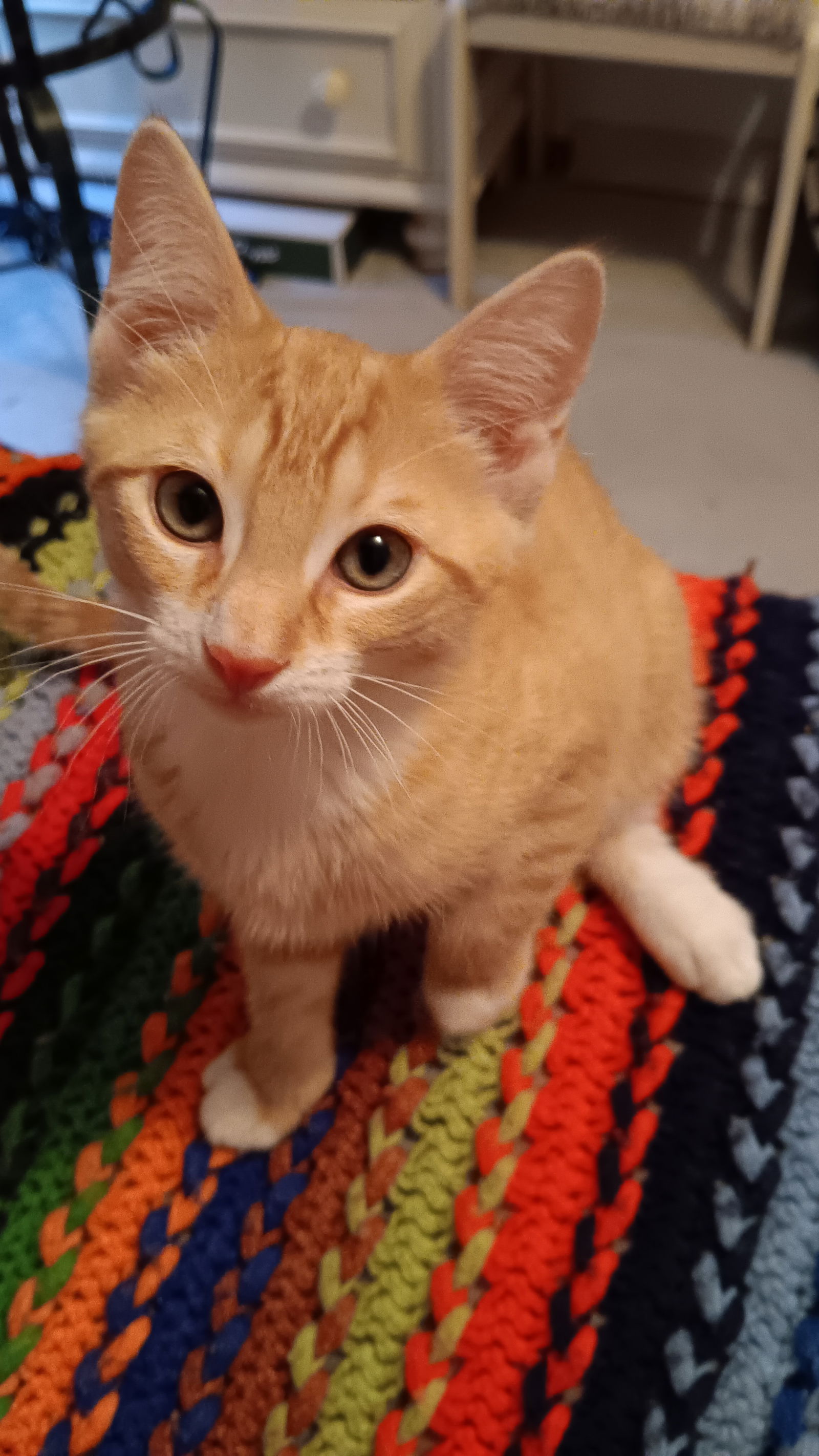 adoptable Cat in Novi, MI named Gulliver