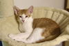 adoptable Cat in Novi, MI named Westley