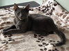 Draco