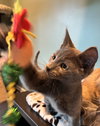Saphira