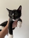 Mitzi