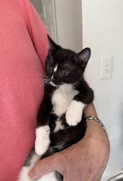 Mitzi