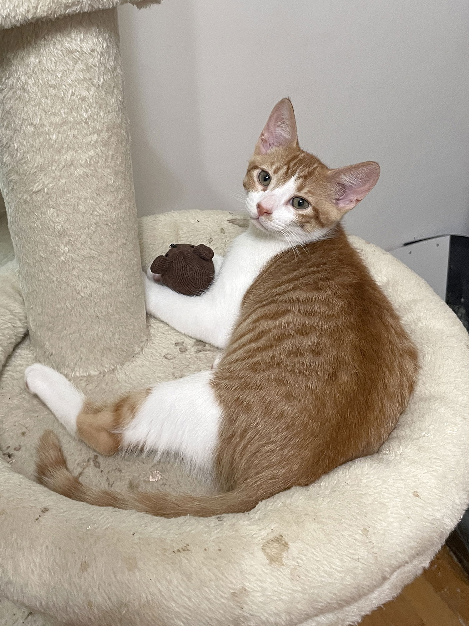 adoptable Cat in Novi, MI named Vizzini