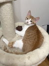 adoptable Cat in Novi, MI named Vizzini