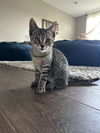 adoptable Cat in Novi, MI named Lisa