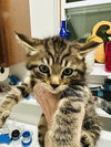 adoptable Cat in Novi, MI named Bart