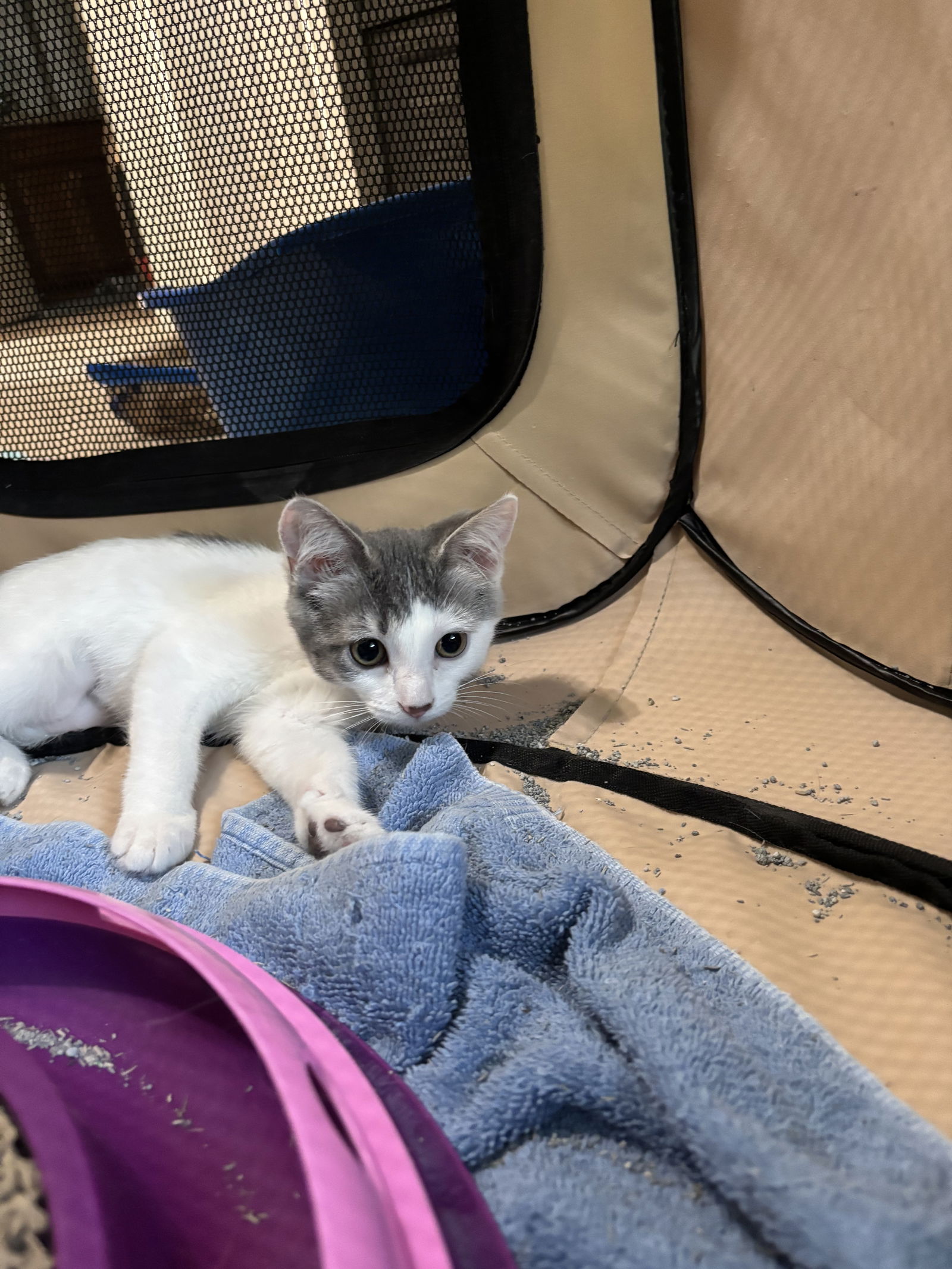 adoptable Cat in Walled Lake, MI named Lolli