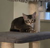 adoptable Cat in , MI named Harper