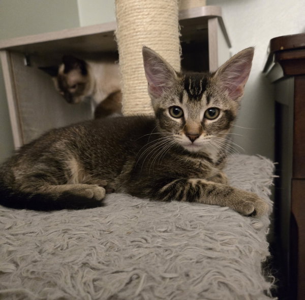 Harper(MUST BE ADOPTED WITH MELODY)